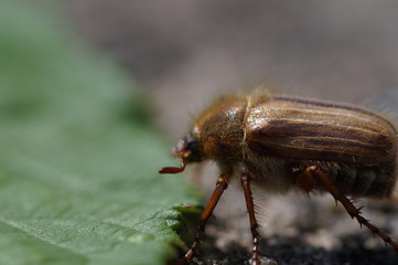 Junikäfer 3