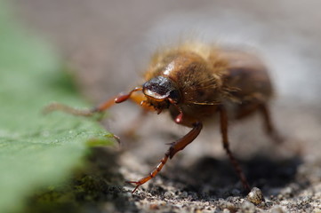 Junikäfer Gruß