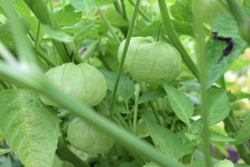 Tomatillo, also known as the Mexican husk tomato.