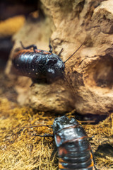 Riga National Zoological Garden, Zoo Mezaparks Riga Latvia Europe