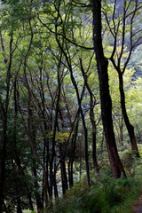 Vegetation in the woods