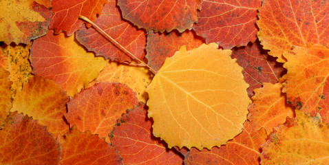 autumn leaves of aspen. fallen yellow red leaves background texture