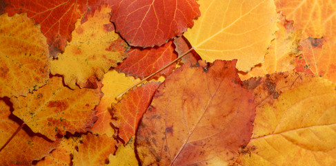 autumn leaves of aspen. fallen yellow red leaves background texture