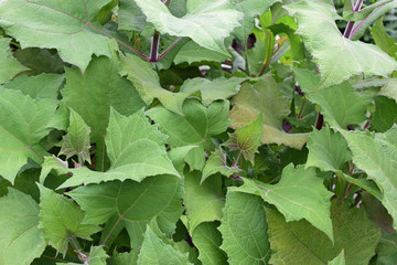 Yacon (Smallanthus sonchifolius) leaves close up.