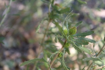 A shrub known to botany as Isocoma Acradenia, and commonly as Alkali Goldenbush, grows under the shade of Cottonwood trees in the riparian habitat of Big Morongo Canyon Preserve.