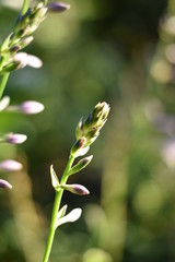Blütenknospen einer Funkie (Hosta)