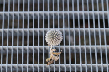Distel auf Gitter 2
