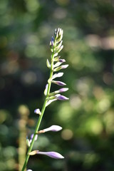 Blütenknospen einer Funkie (Hosta)