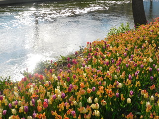 Tulips on the water IV