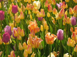 Tulips on the water III