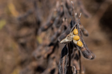 Agriculture, soybean seed details, closeup macro photography