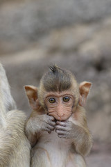 Baby monkey by its mother's side close-up. Monkey life among people in Asian cities.
