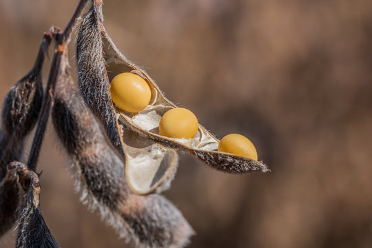 Agriculture, Soybean Seed Details, Closeup Macro Photography