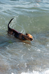 Little cute curious red dog swimming ashore