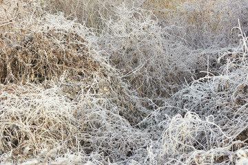 Rimed forest tree branches and dried plant with hoarfrost at early winter, beautiful christmas and new year background for your design, winter holidays and nature concept