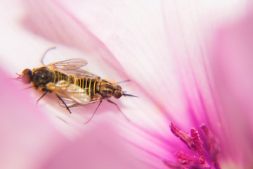 El amor esta en la Tierra.