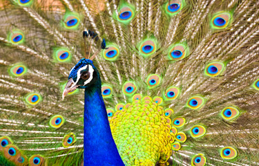 Peacock majestic with unfolded tail