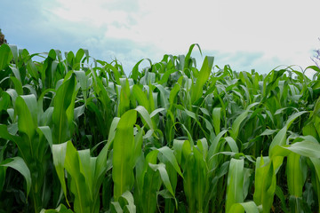 Obraz premium canna da zucchero