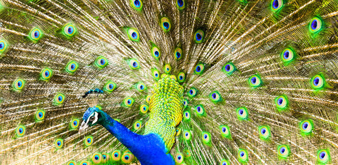 Naklejka premium Peacock majestic with unfolded tail