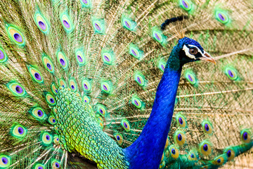 Obraz premium Peacock majestic with unfolded tail