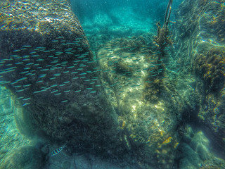 Pesci Oceano Thailandia Snorkeling