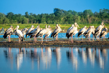 Openbill stork is a large bird on the lake in Thailand.