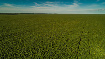 Fototapeta na wymiar Agriculture, soybean crop, large field horizon blue sky