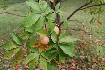 Two buckeyes waiting to ripen and fall from the tree on a lovely late August evening.