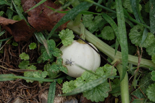 A baby stinkbug crawling on a miniature white, homegrown pumpkin.