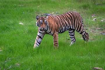 Tiger cub on a walk in the grass