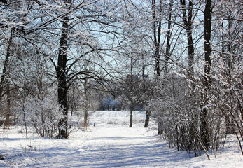 An winter scenic landscape in cold season.