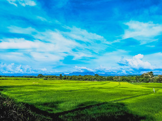 green field and blue sky
