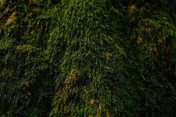 Beautiful closeup of green moss on on tree bark. Beautiful background of moss for wallpaper
