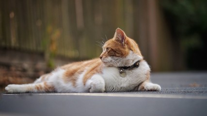 Ginger and White Cat