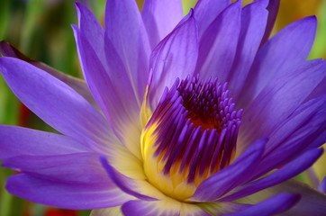 closeup of lotus flower