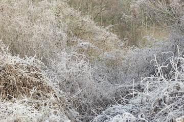 Rimed forest tree branches and dried plant with hoarfrost at early winter, beautiful christmas and new year background for your design, winter holidays and nature concept