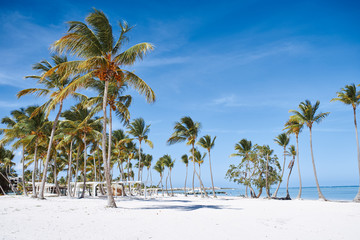 palm tree on the beach