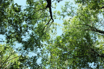 Some trees seen from below