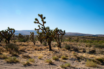 Fototapeta premium tree in desert