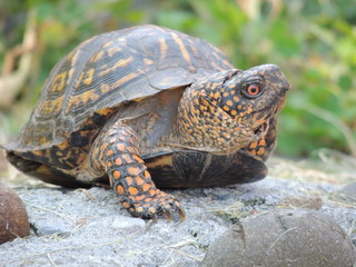 Box turtle on rock