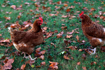 Red hen on the grass