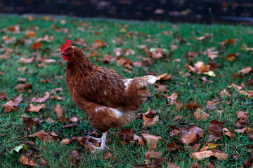 Red hen on the grass