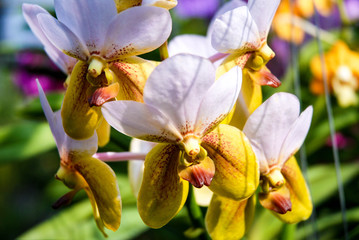 Fototapeta na wymiar Colorful orchids.