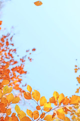 Fototapeta na wymiar schönes Herbstlaub