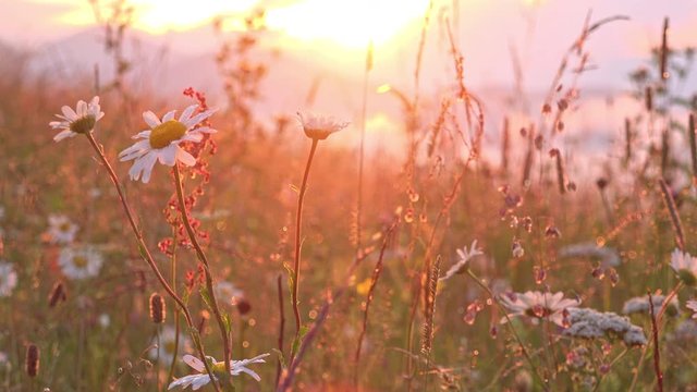 Close-up of chamomile during golden sunrise. Soft wind blowing wildflowers. Amazing uspoilt nature and seasonal vegetation of Carpathian mountains. Sun shining on herbal field with wonderful blossom