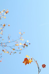 Fototapeta na wymiar blitzende Herbstblätter