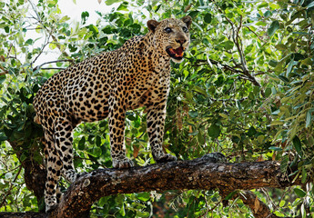 Close view of a Large Male Leopard who is blind in one eye standing on a leaf filled tree in South Luangwa National Park, Zambia