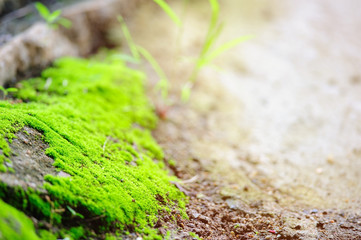 green mos and grass with lighting background