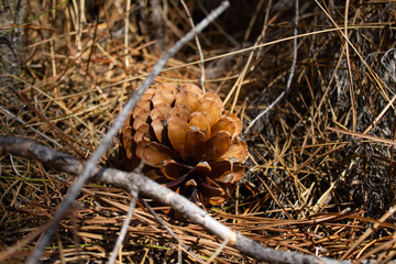 pine cone in the ground