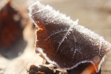frost on a leaf